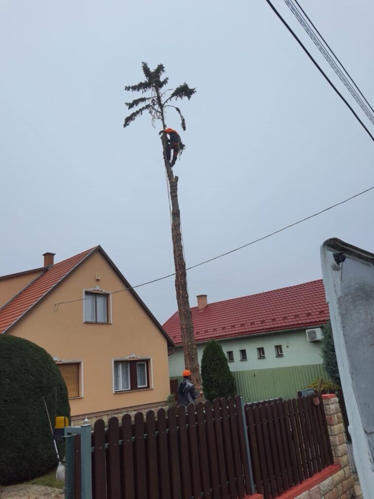 alpinista fakivágás