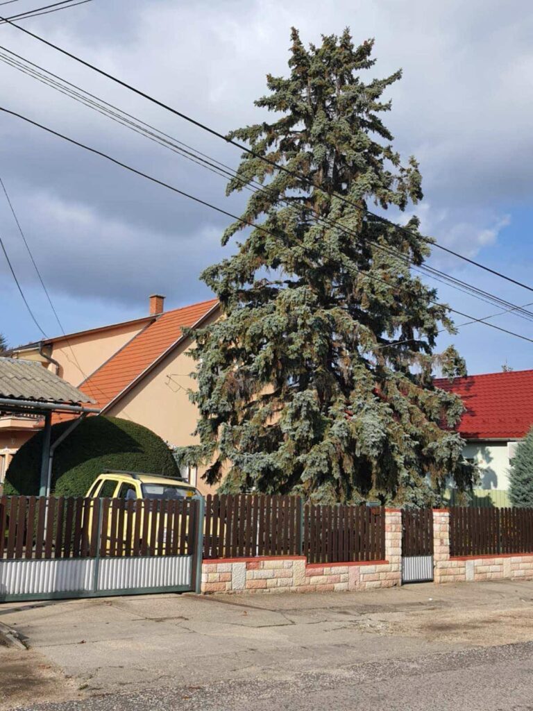 alpinos fenyőfa kivágás